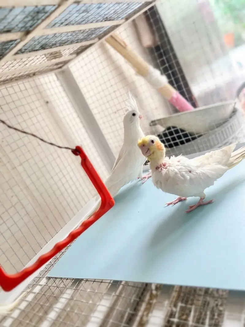 Cockatiel Pair + White + Hand-Tame Baby (4 Birds) For Sale — photo 4