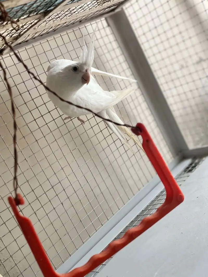 Cockatiel Pair + White + Hand-Tame Baby (4 Birds) For Sale — photo 5
