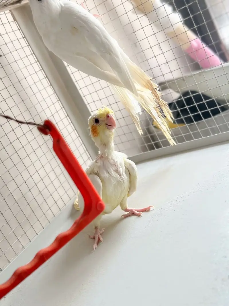 Cockatiel Pair + White + Hand-Tame Baby (4 Birds) For Sale — photo 6