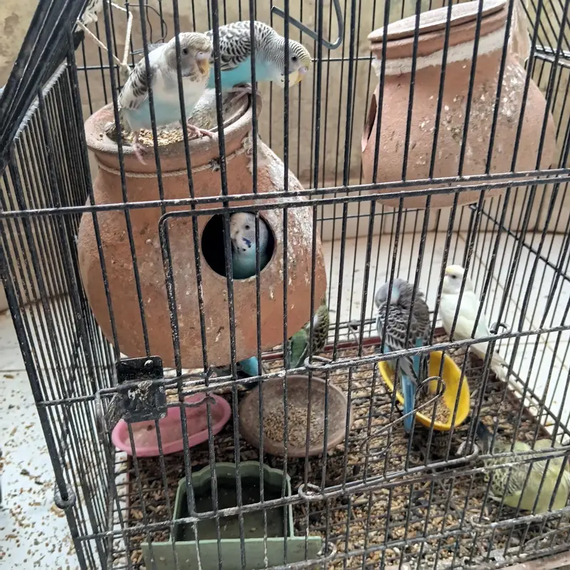 beautiful parrot — photo 2