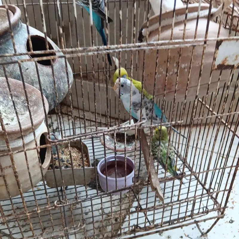 beautiful parrot — photo 3