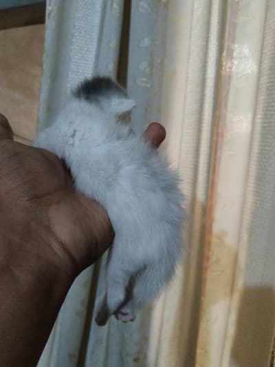 Persian cat and kitten available full active 03237497659