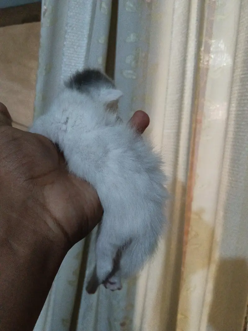 persian kitten | double coated | Doll face | fluffy kittens | — photo 2