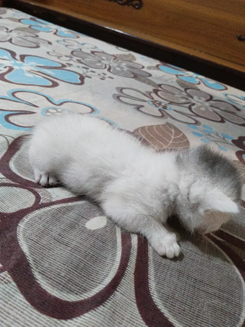 persian kitten | double coated | Doll face | fluffy kittens | — photo 3