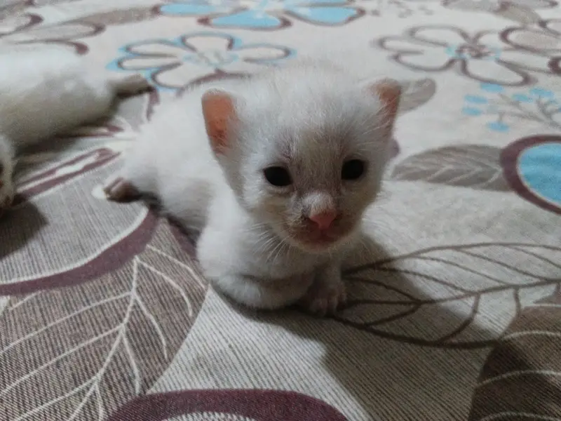 persian kitten | double coated | Doll face | fluffy kittens | — photo 4
