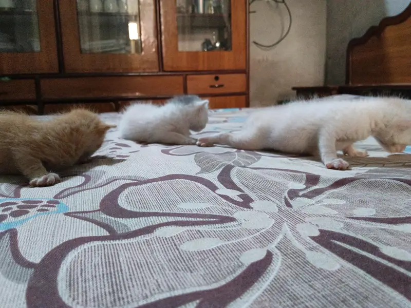 persian kitten | double coated | Doll face | fluffy kittens | — photo 5