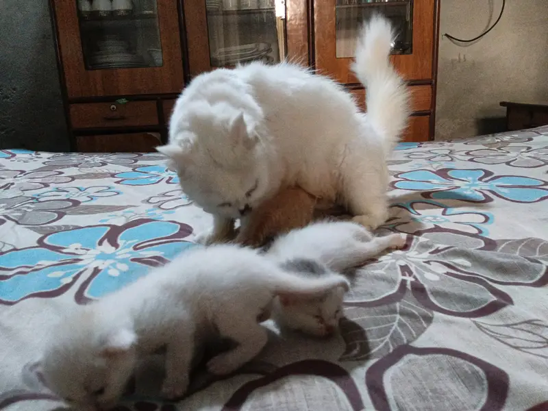 persian kitten | double coated | Doll face | fluffy kittens | — photo 6