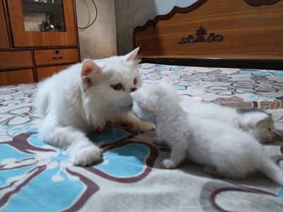 Persian cat and kitten available full active 03237497659