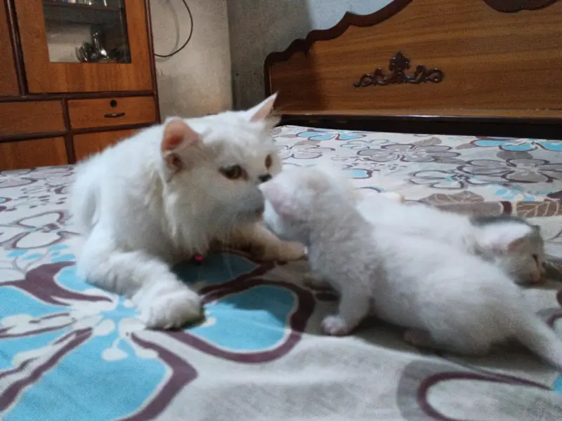 persian kitten | double coated | Doll face | fluffy kittens |
