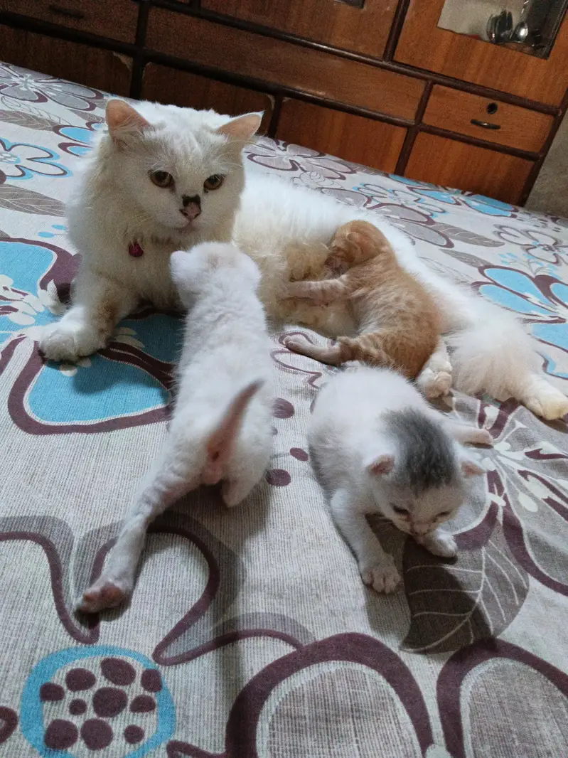 persian kitten | double coated | Doll face | fluffy kittens | — photo 7