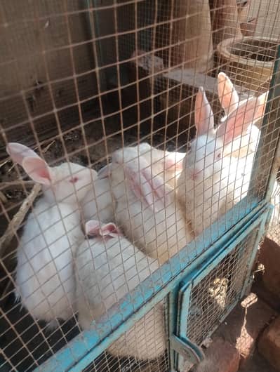 white rabbits red eyes breader pair