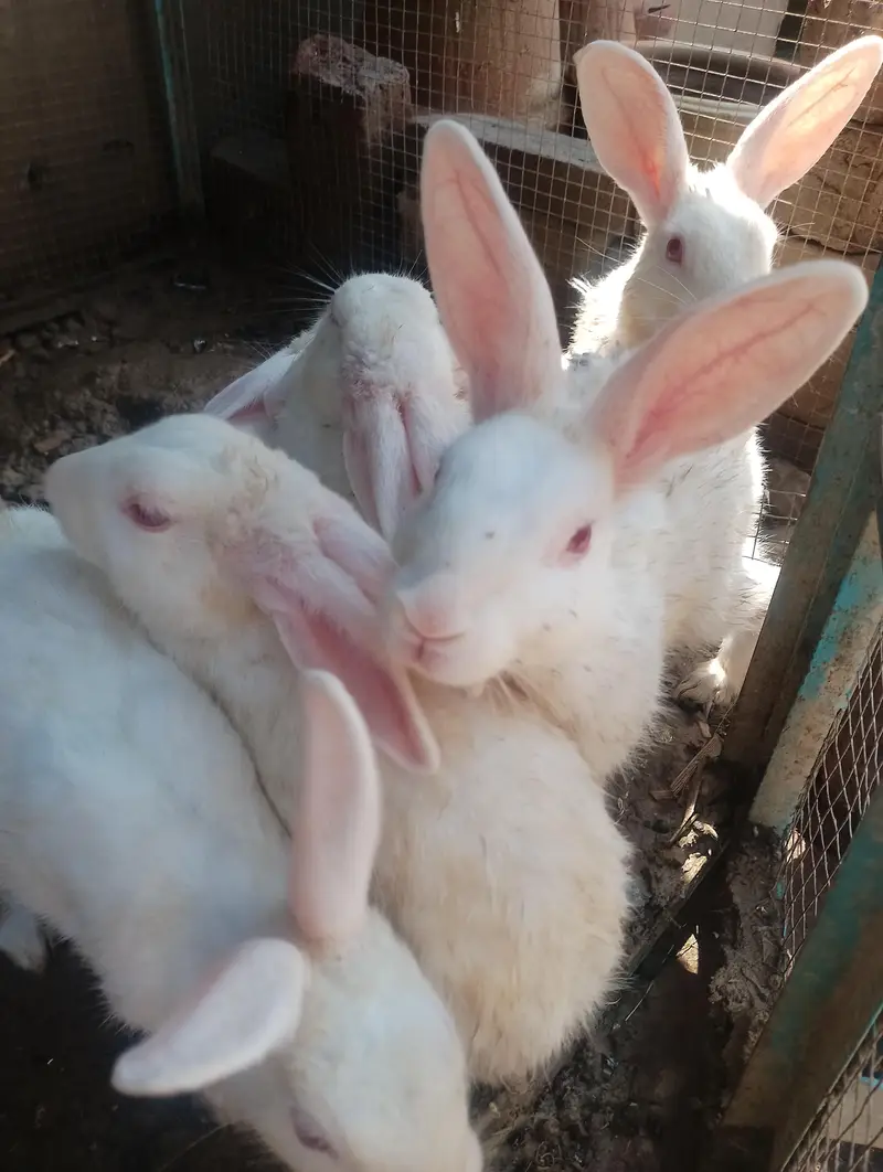 white rabbits red eyes breader pair — photo 2