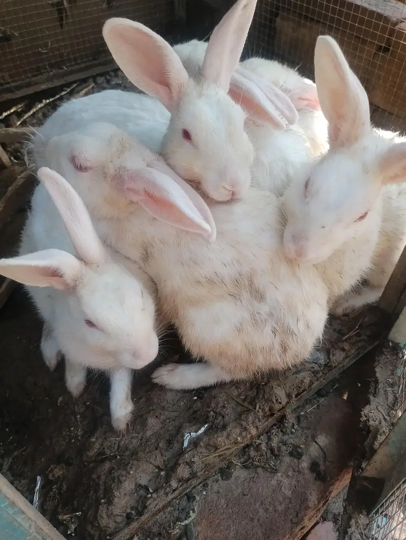 white rabbits red eyes breader pair — photo 3