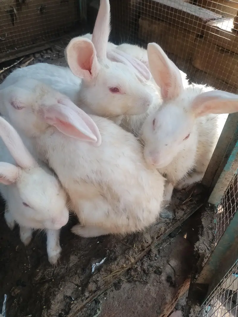 white rabbits red eyes breader pair — photo 4