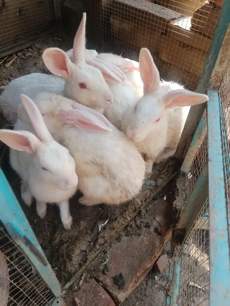 white rabbits red eyes breader pair — photo 5