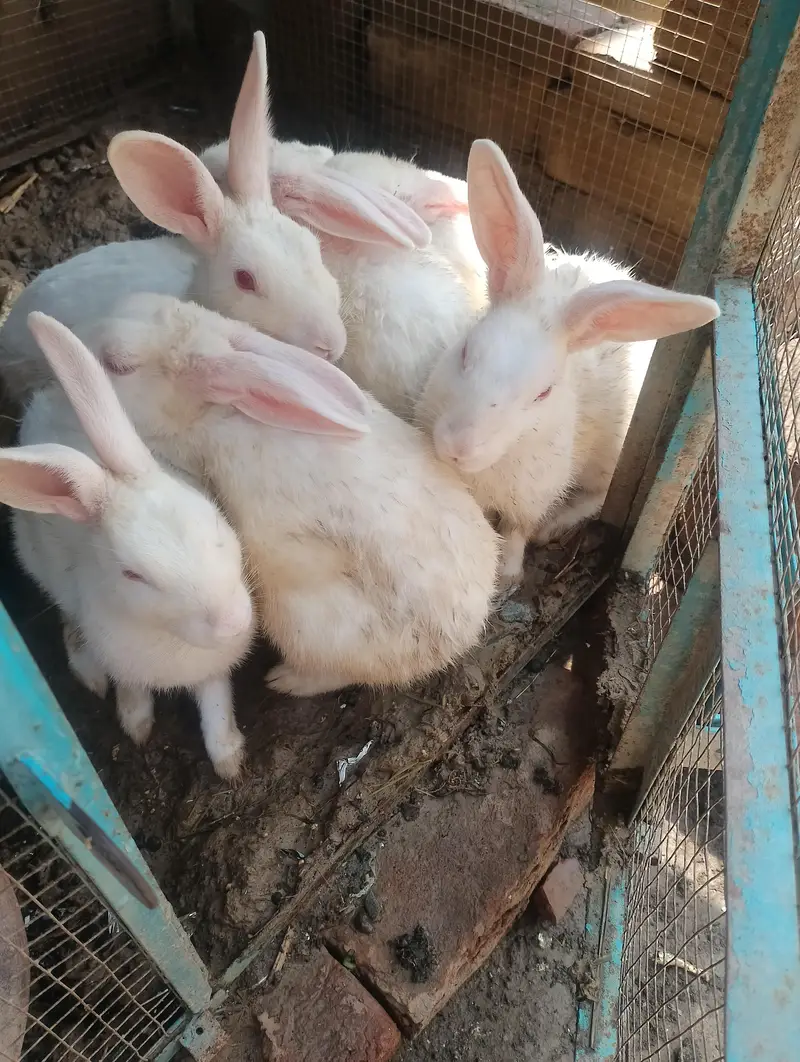 white rabbits red eyes breader pair — photo 6