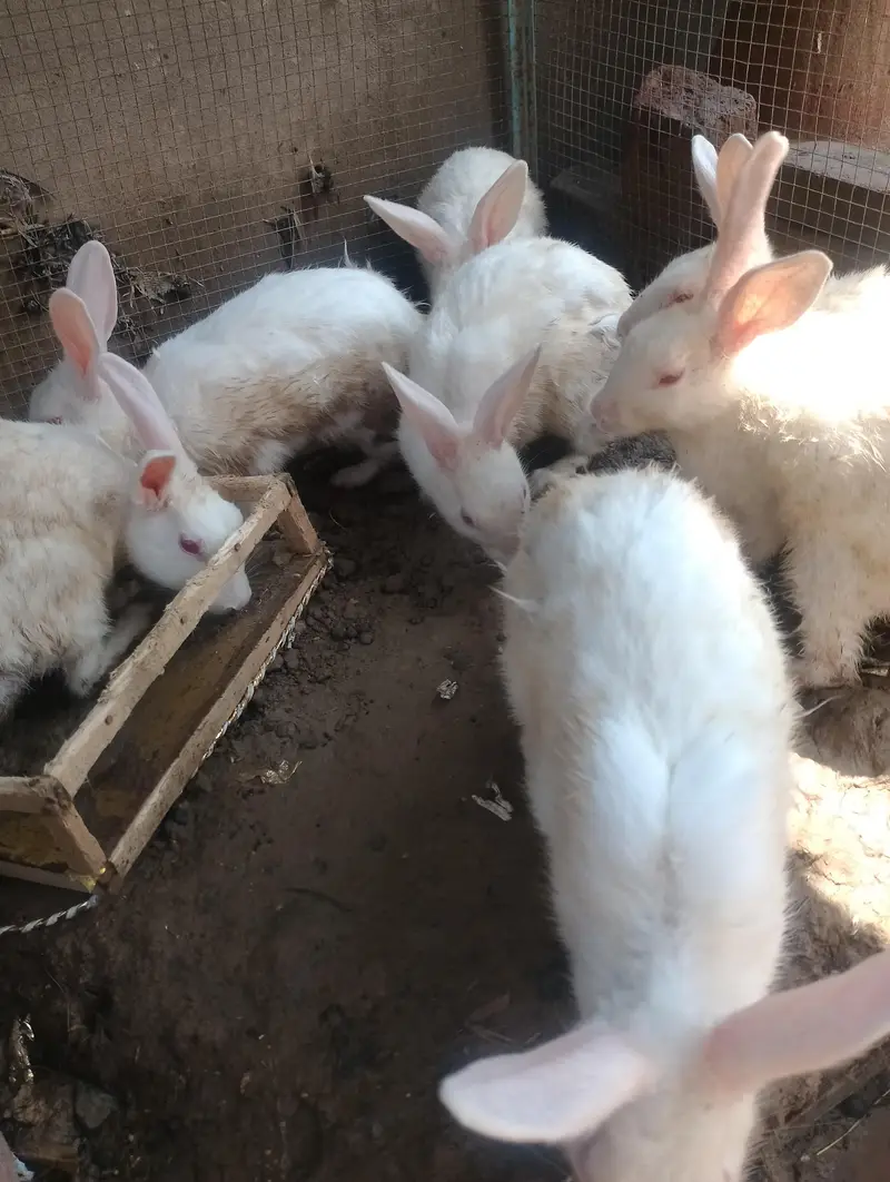 white rabbits red eyes breader pair — photo 7