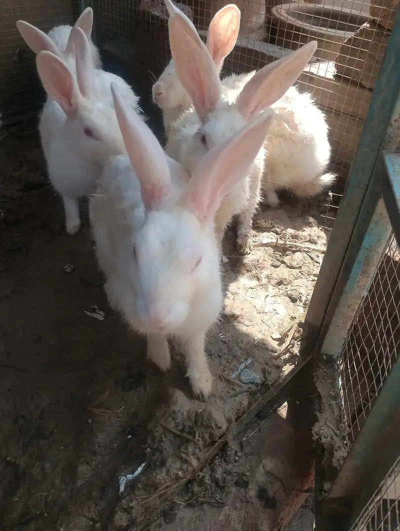 white rabbits red eyes breader pair — photo 8