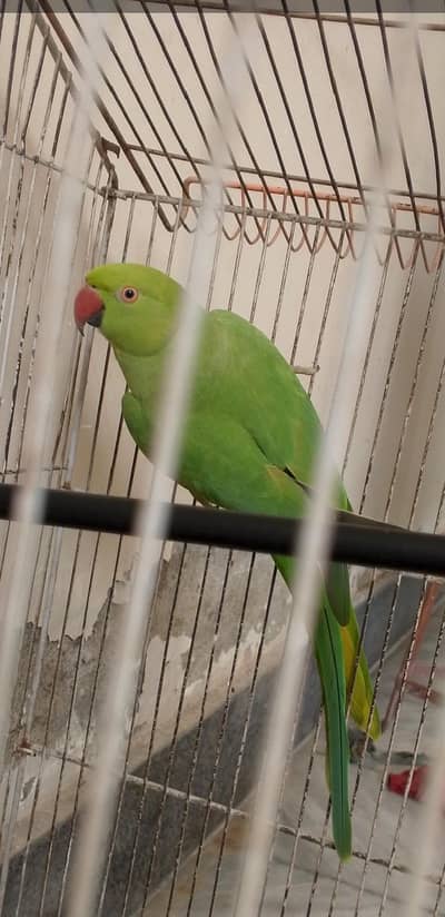 Ringneck parrot female with cage Whatsapp per rabta kare 03079028559