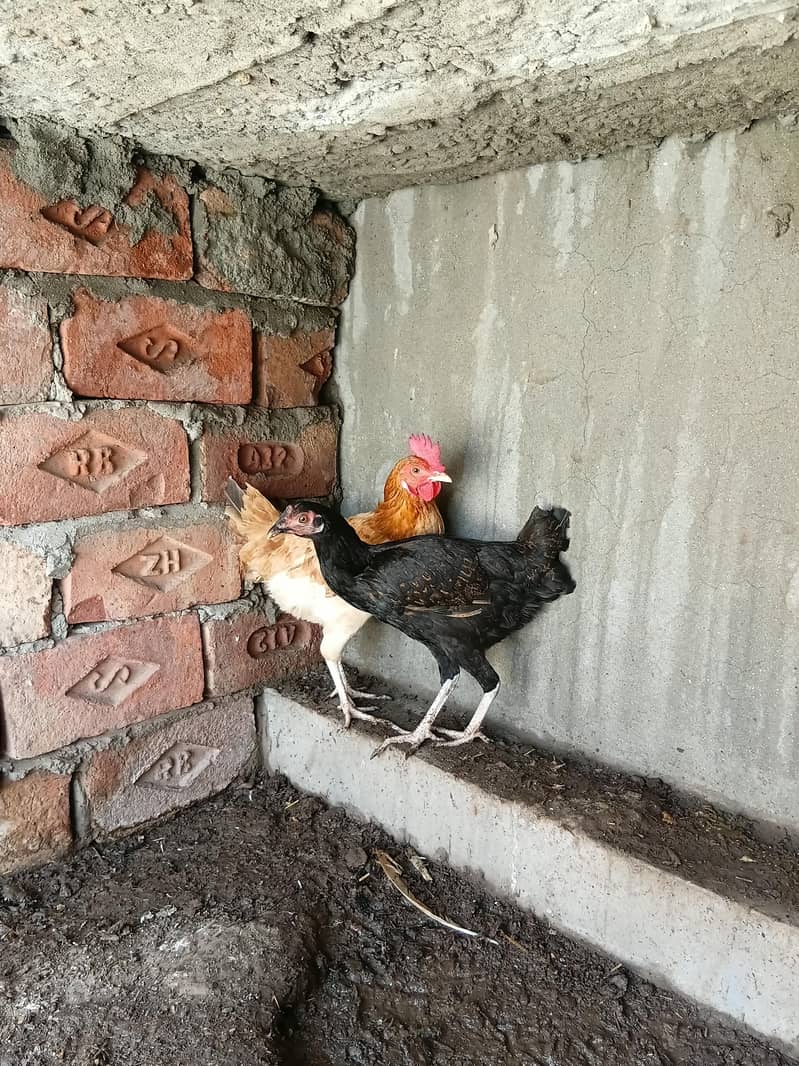 desi hens 1
