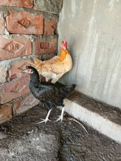 desi hens