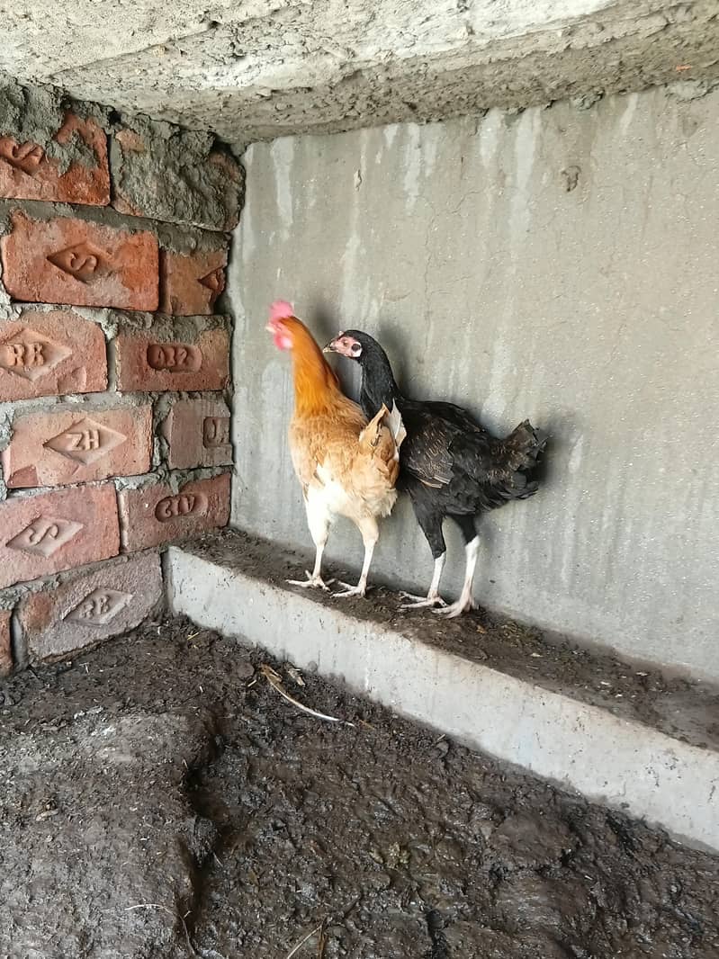 desi hens 2