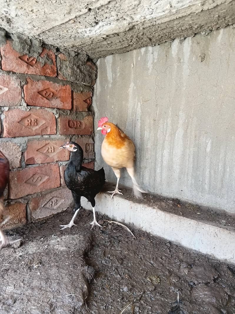 desi hens 3