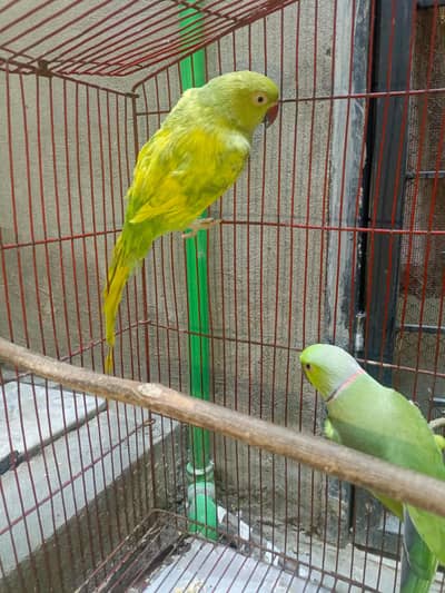 2 active parrots for sell