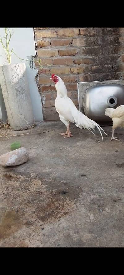 heera aseel murga