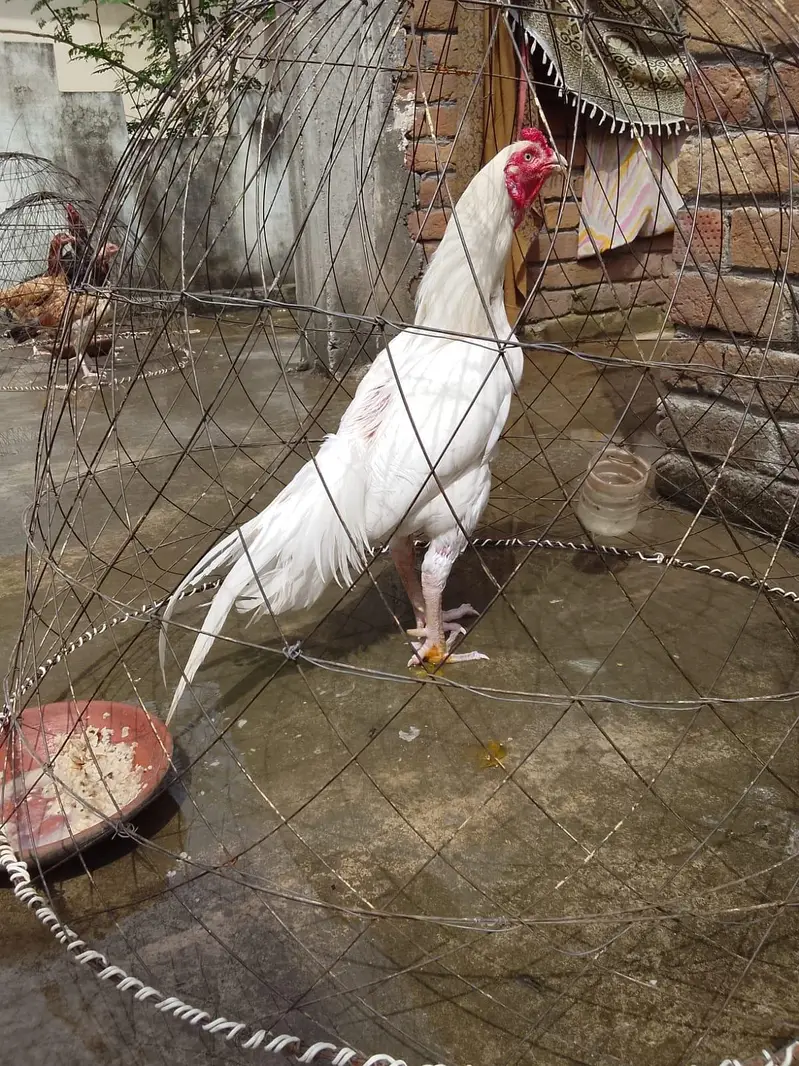 heera aseel murga — photo 3