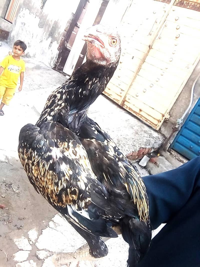 java Aseel murga 0