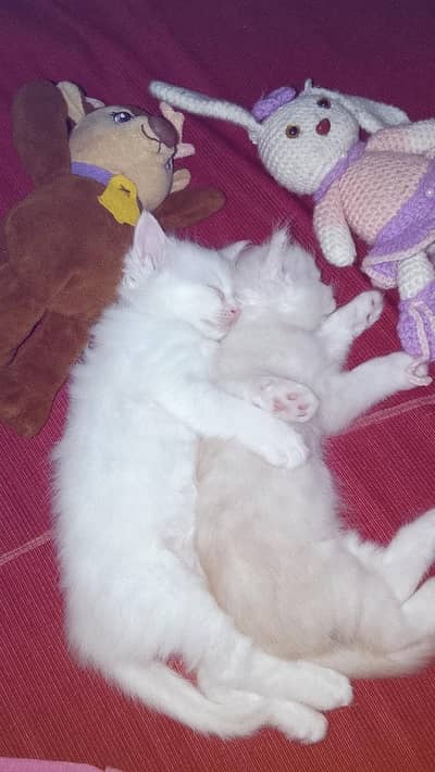 2 female kittens