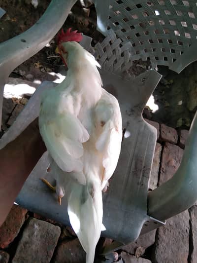 MAIL DESI PATTA AGE 6 MONTH HEALTHY OR EXCHANG WITH ASEEL FEMALE MURGI