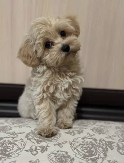 Maltipoo