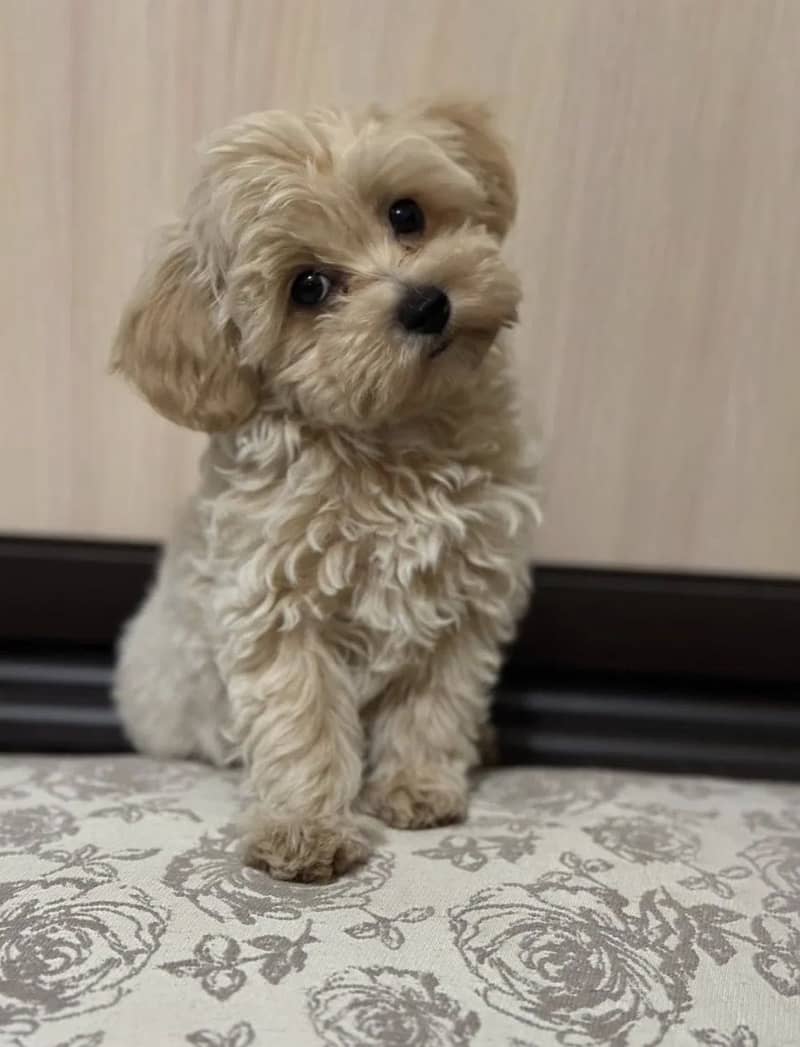 Maltipoo 0