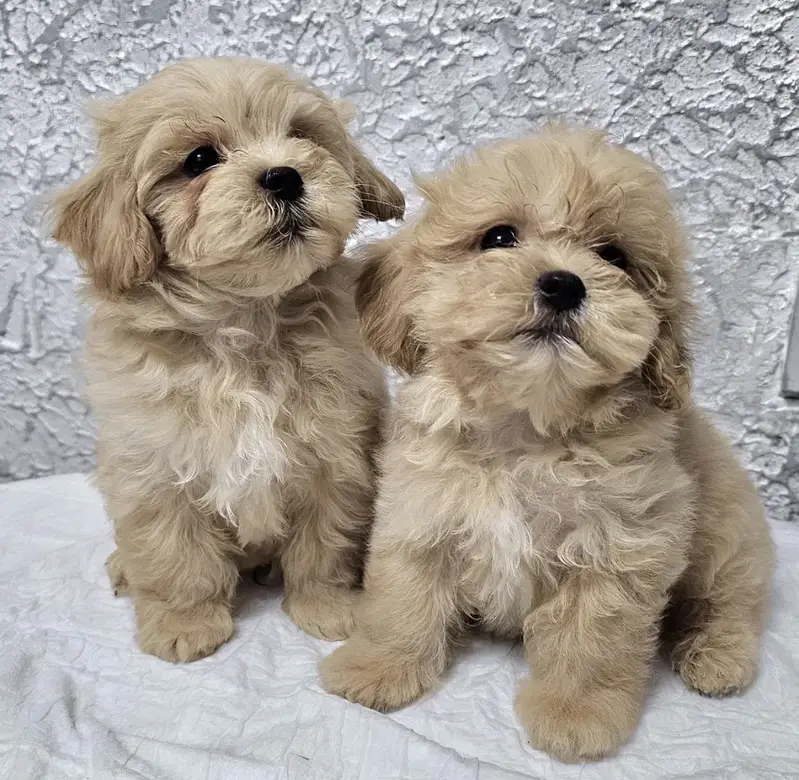 Maltipoo — photo 2