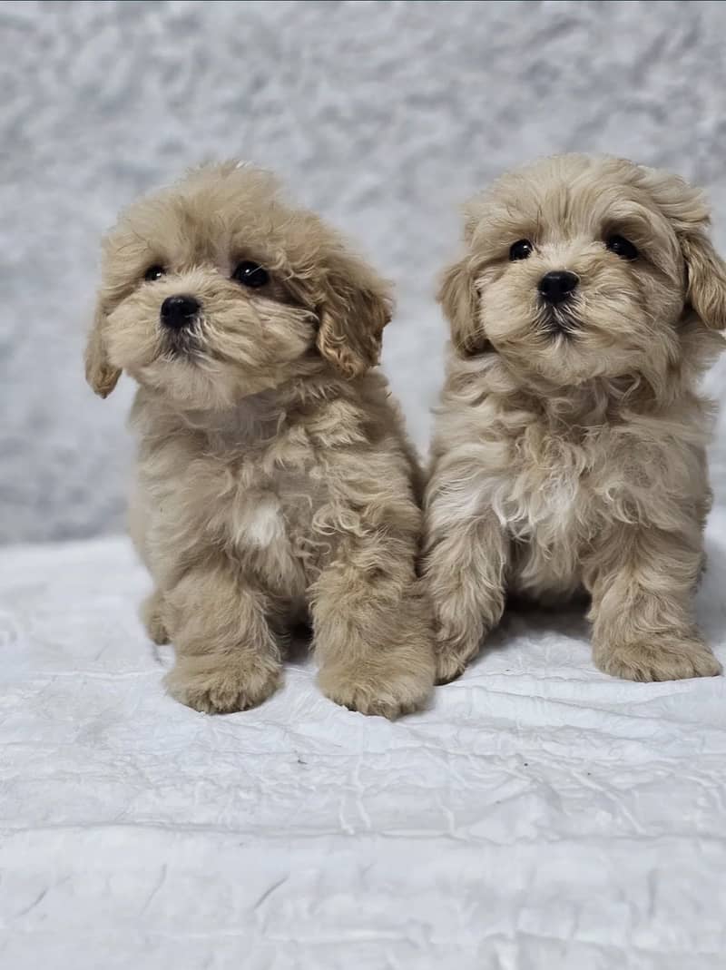 Maltipoo 2