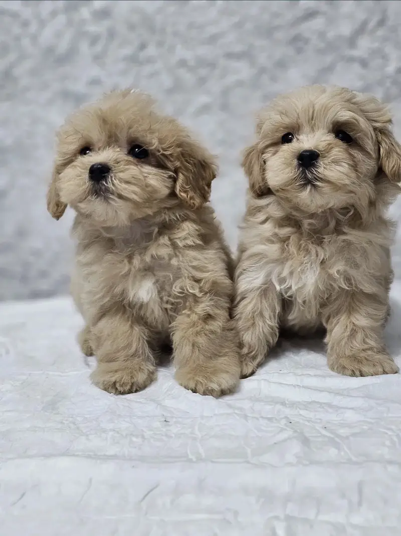 Maltipoo — photo 3