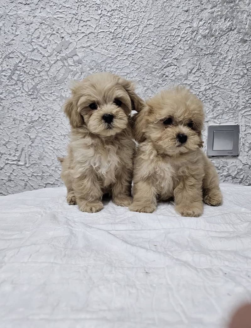Maltipoo 3