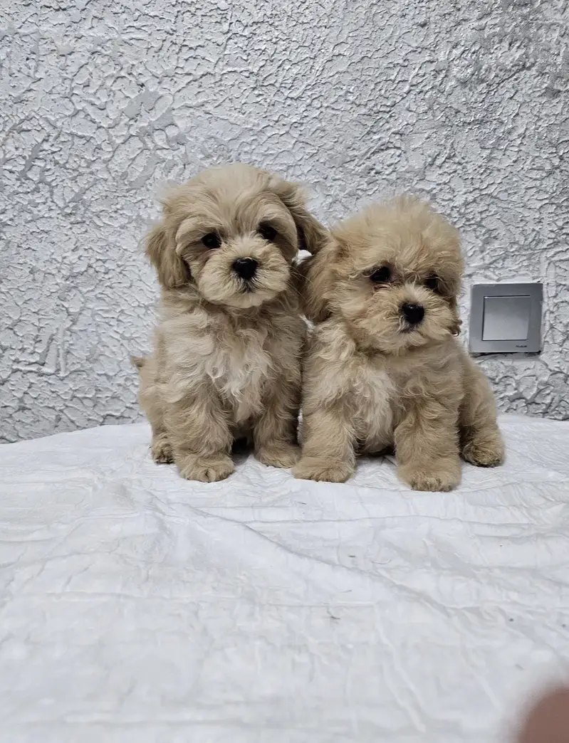 Maltipoo — photo 4