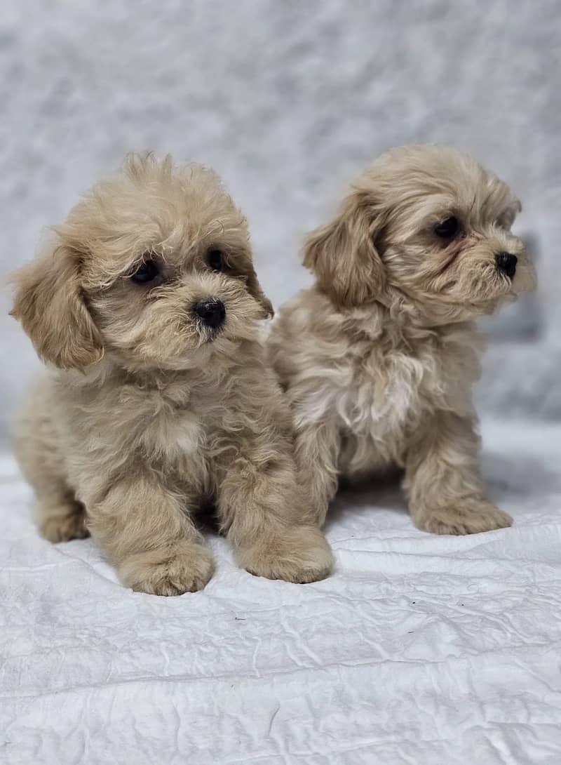 Maltipoo 4