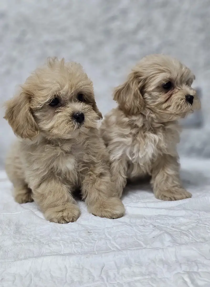Maltipoo — photo 5