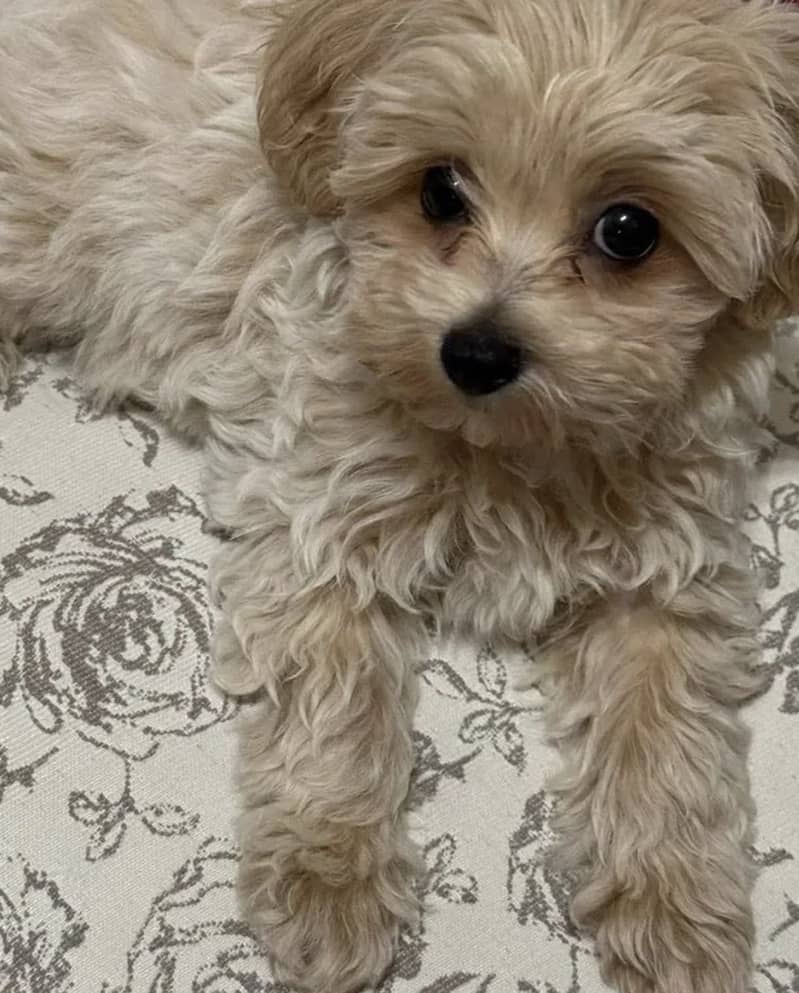 Maltipoo 5