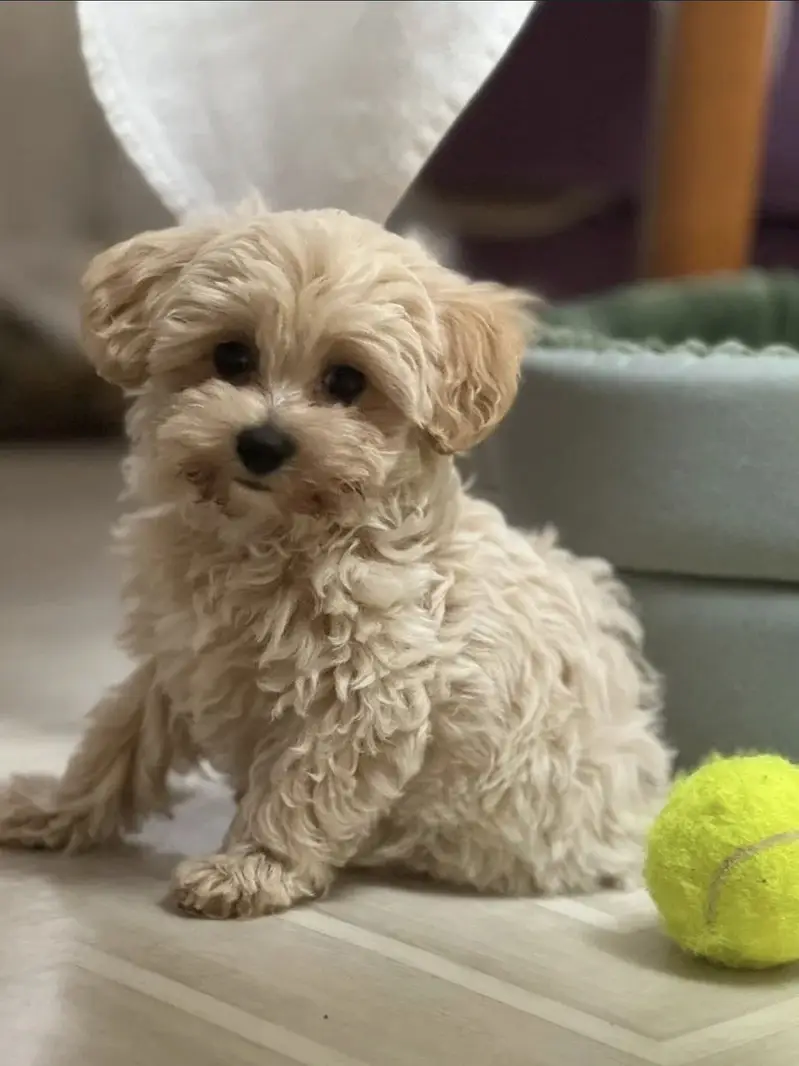 Maltipoo — photo 7