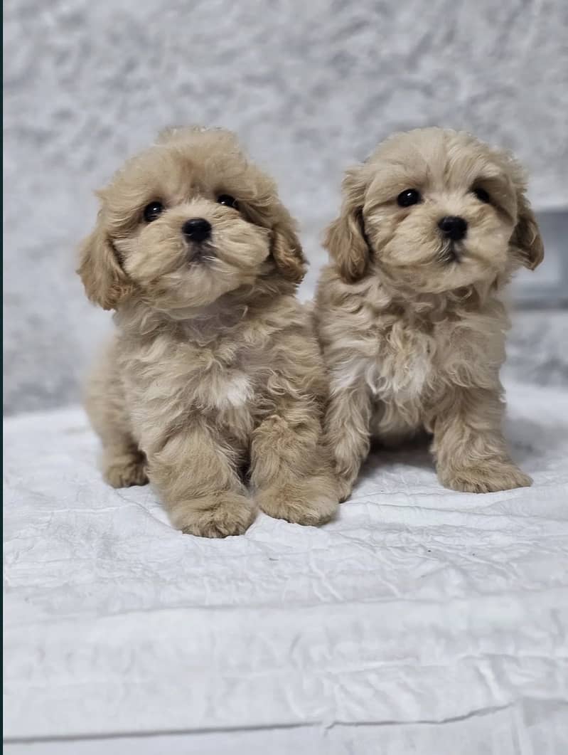 Maltipoo 7