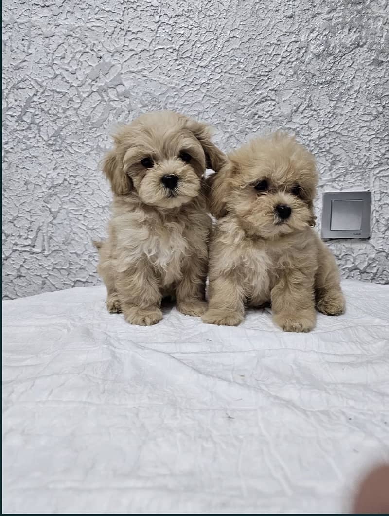 Maltipoo 8