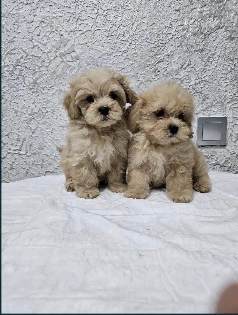 Maltipoo — photo 9