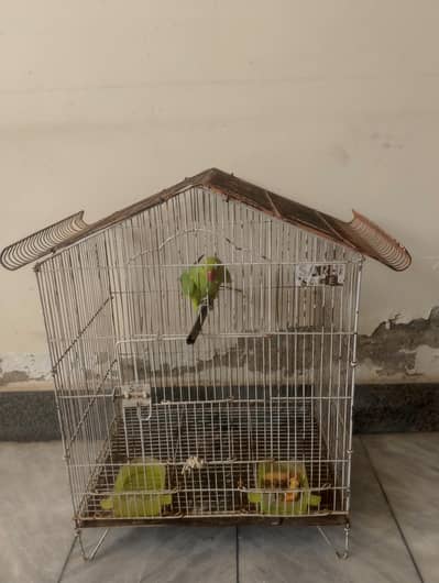 Ringneck parrot female with cage Whatsapp per rabta kare