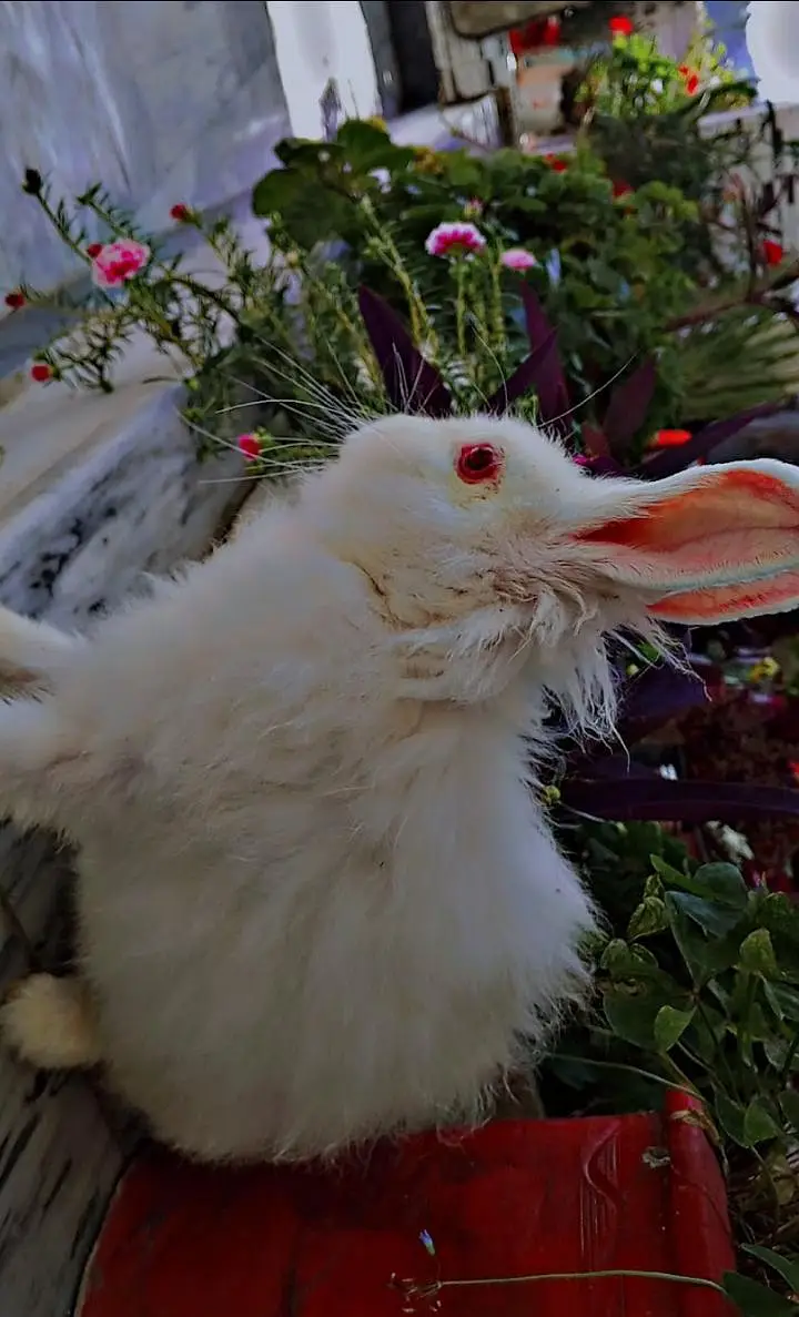 White Angora rabbits — photo 2
