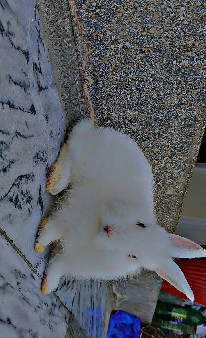White Angora rabbits — photo 3